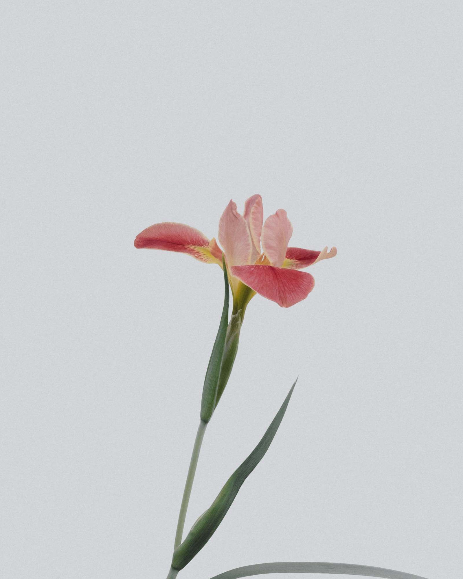 A delicate pink iris with green leaves