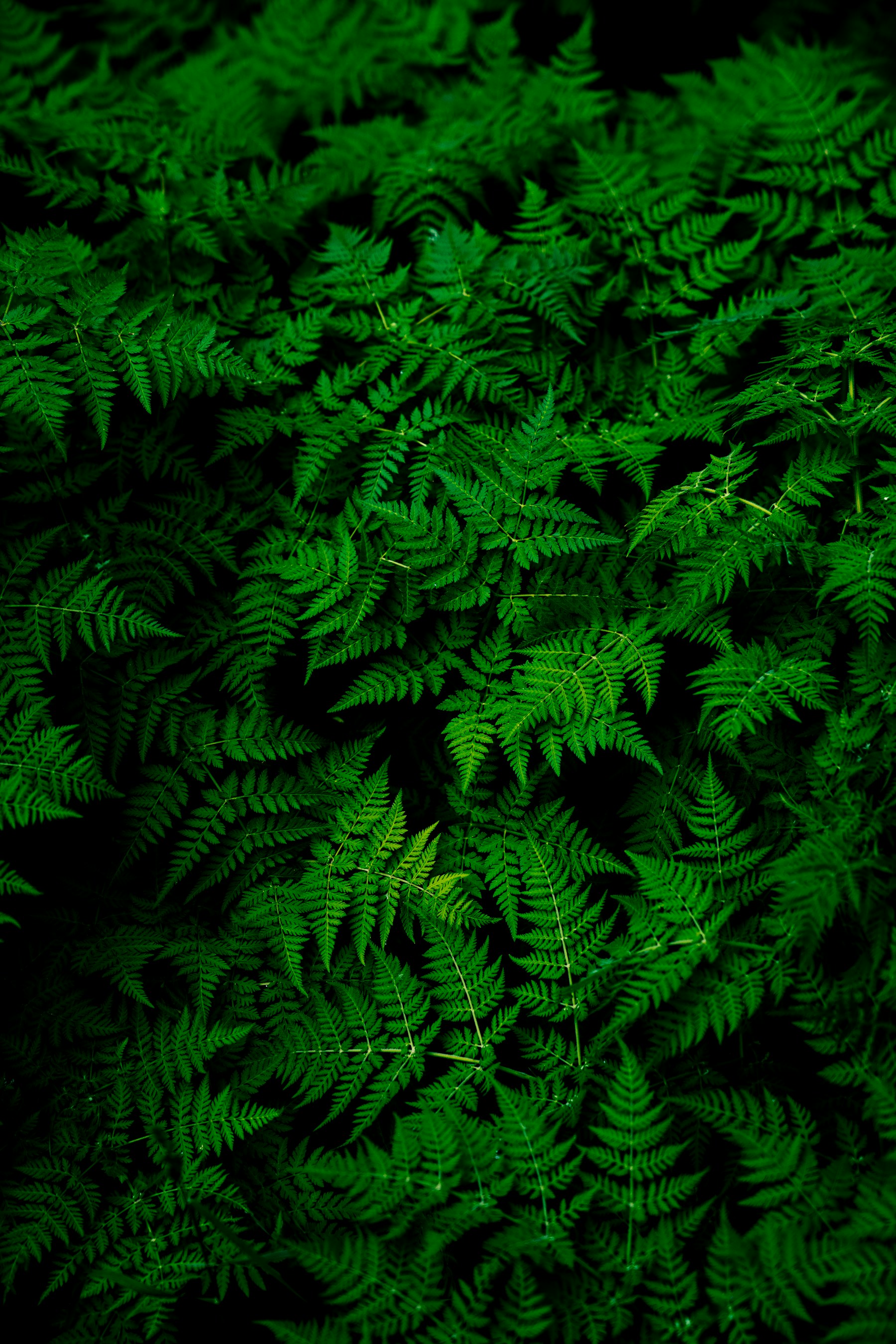 Botanical leaves in natural light