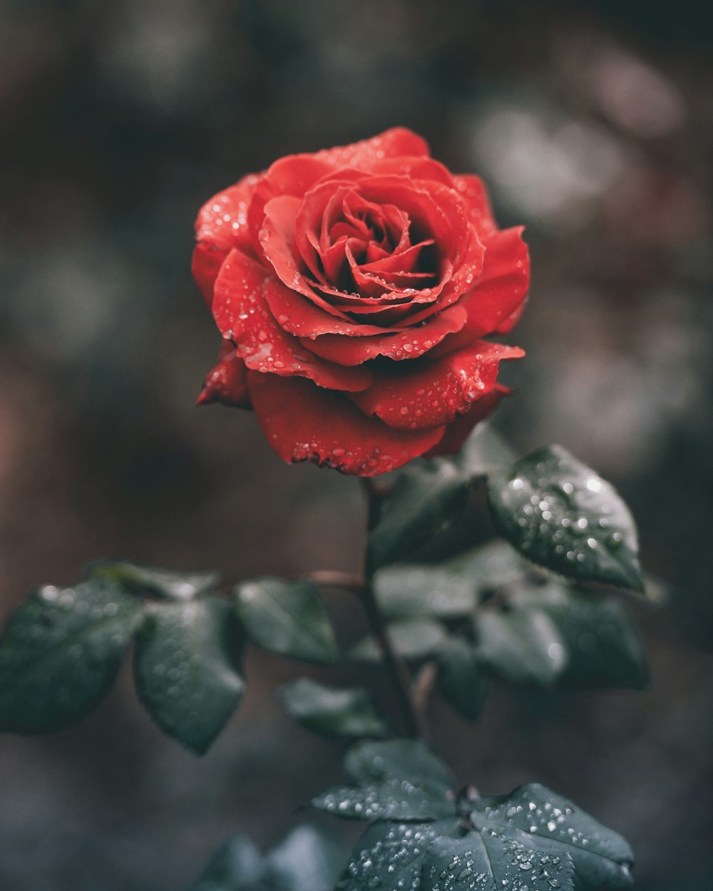 Red rose — illustrative photograph