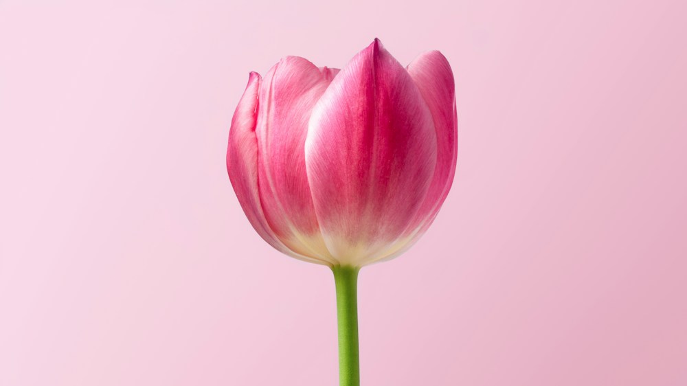Pink tulip — illustrative photograph